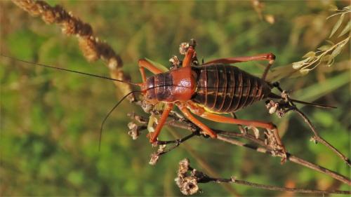 Réf. 327 748 : Ephippiger diurnus